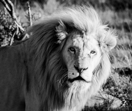Dramatic black and white photo of a african lion looking at the camera