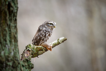 Little owl with hunted mouse