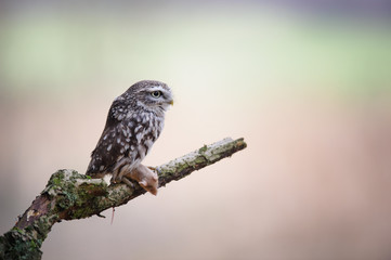 Little owl with hunted mouse