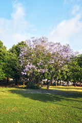 Beautiful tree in spianada square on Corfu