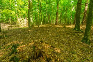 Fototapeta premium Green european wild forest in summer.