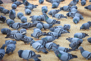 Pigeons feeding on the square