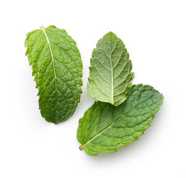 Fototapeta fresh green mint leaves