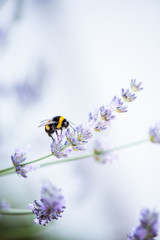 Naklejka premium bumblebee on lavender bloom
