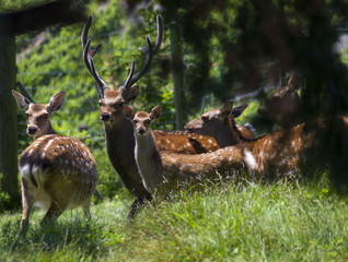 Deer family in forest