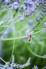 Bee on lavender taking nectar and pollen