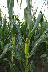 Corn Field