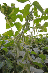 Obraz premium Green beans grow in the wild