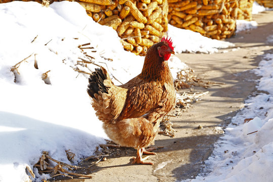 In the courtyard of the chicken