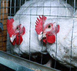 Chickens eating combined feed in the cage © kingan