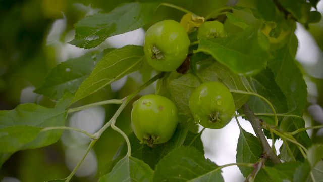 The green apple tree with three fruits hanging on the branches odf the tree
