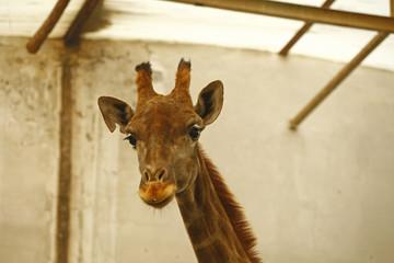 The giraffe's head features