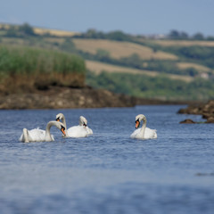 Mute Swan, cygnus olor