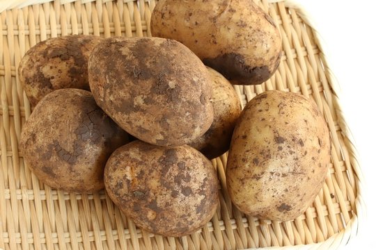 Freshly Harvested Potatoes on White Background
