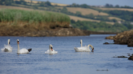 Mute Swan, cygnus olor