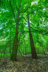 Fototapeta na wymiar Green european wild forest in summer.