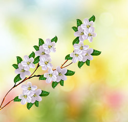 spring landscape. Flowering apple tree.  garden.
