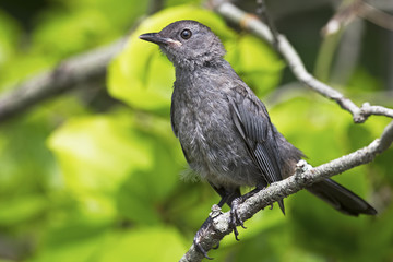 Gray Catbird on Branch