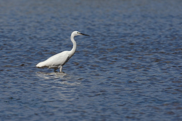Little Egret, Egretta Garzetta