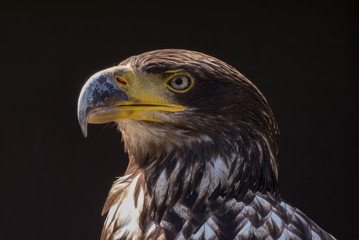 Adler - Porträt vor dunklem Hintergrund