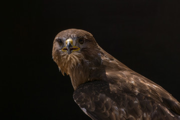 Mäusebussard / Bussard - Porträt vor dunklem Hintergrund
