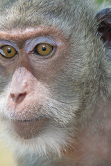 サルのポートレート
