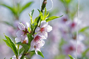 Beautiful peach blossom