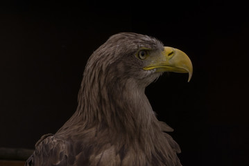 Adler - Porträt vor dunklem Hintergrund