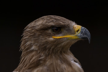 Mäusebussard / Bussard - Porträt vor dunklem Hintergrund