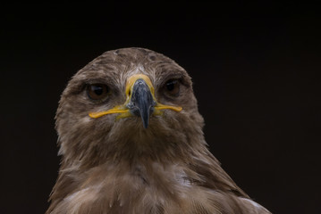 Mäusebussard / Bussard - Porträt vor dunklem Hintergrund