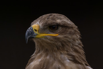 Mäusebussard / Bussard - Porträt vor dunklem Hintergrund