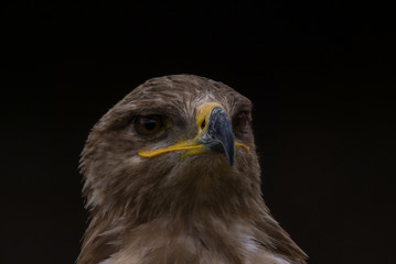 Mäusebussard / Bussard - Porträt vor dunklem Hintergrund
