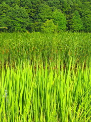夏の21世紀の森と広場の真菰と蒲と林風景