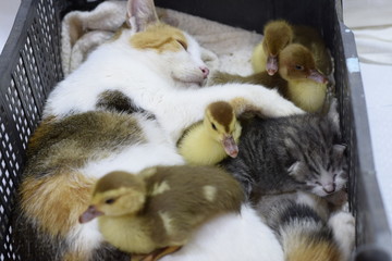 Obraz premium Cat foster mother for the ducklings