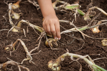 Harvesting Onion. Chirld Hand Pick Young Onion From Vegetable Ground On Vegetable Garden. Close Up. 