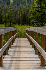 Sturdy Bridge in Pine Forest