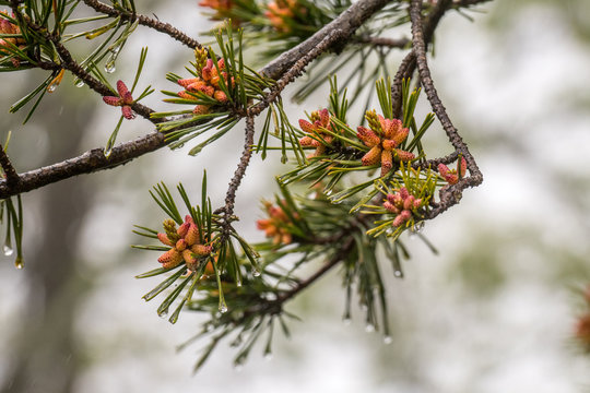 Small Pine Cones Grow on Fir Tree