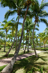 Fototapeta na wymiar Palm trees and path on a tropical resort