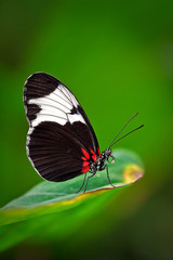 Sapho Longwing - Heliconius sapho