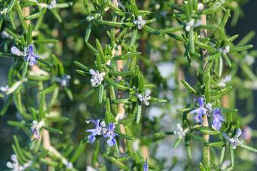 Closeup of rosemary bush in bloom
