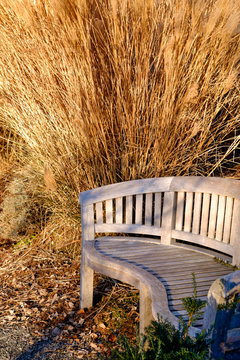 Wood bench in a winter garden with tall dry grasses in the background
