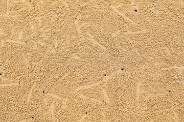 crabs holes