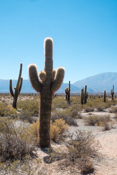 Cardon cacti