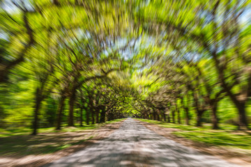 Motion blurred road and oak trees. Natural landscape background with panning motion.