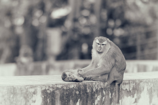 Mother monkey and baby monkey are playing in park of Thailand, Image filter effect.

