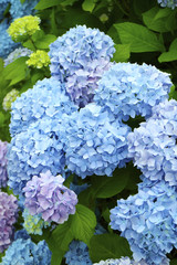 Obraz premium あじさい Hydrangea