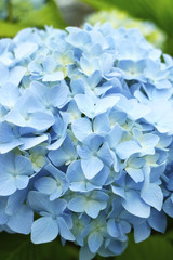 あじさい　Hydrangea
