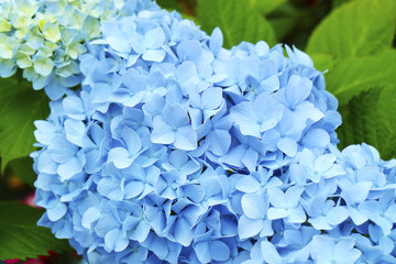 あじさい　Hydrangea