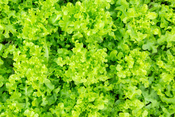 Fototapeta na wymiar fresh and tasty salad,green salad as background.