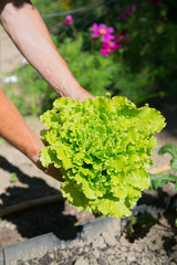 Salad in vegetable garden